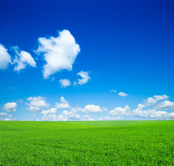 Obraz premium green field