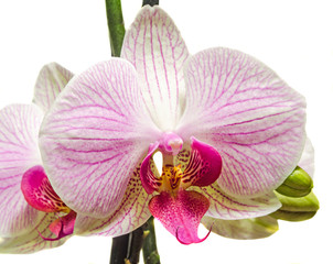 Pink orchid  flower, Orchidaceae, Phalaenopsis, Moth Orchid.