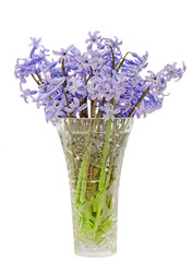 Blue Hyacinthus orientalis flowers, hyacinth, transparent vase