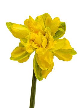 Yellow daffodils, narcissus flower, white background.