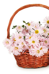 Fototapeta na wymiar Lilac chrysanthemums in basket on white background