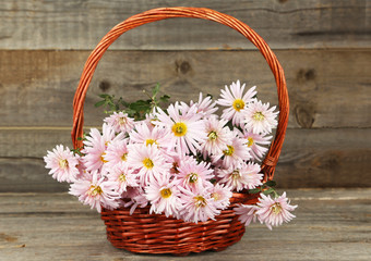 Lilac chrysanthemums in basket on grey wooden background
