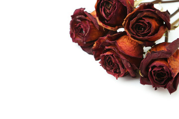 Dried roses isolated on white