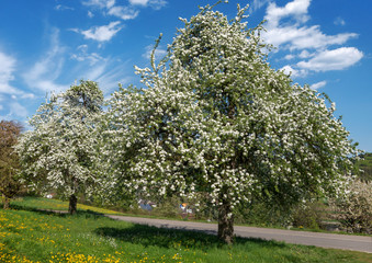 Üppig blühende Birnbäume 