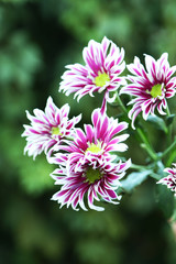 Obraz premium Beautiful flower on a bush in a garden