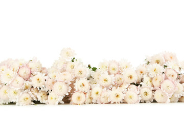 Beautiful white chrysanthemums on white background