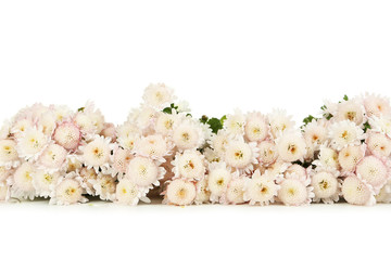 Beautiful white chrysanthemums on white background