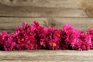 Beautiful purple chrysanthemums on grey wooden background