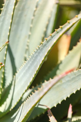 aloe plant