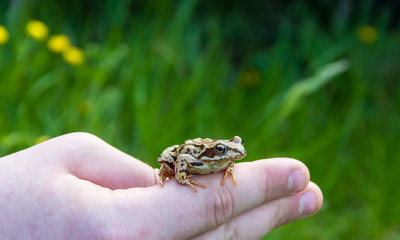 Frog on hand