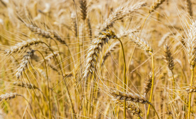 Wheat field