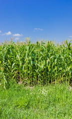 Field corn