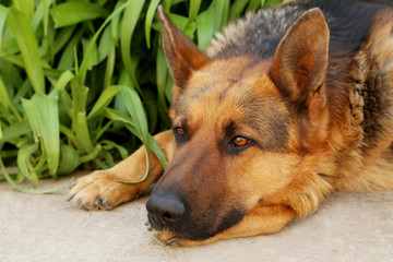 German Shepherd outdoors
