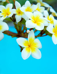 Fototapeta premium Frangipani flowers
