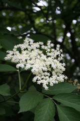 fiori di sambuco in primavera
