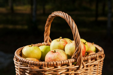 Heap of apples in wicker basket
