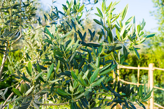 Albero di olivo, ulivo, Olea europaea, foglie chioma e tronco