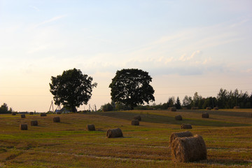 stack harvested hay in a field
