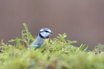 Blue tit