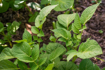 Piante di Patate, foglie, coltivare agricoltura