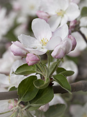Fototapeta na wymiar Spring flowers of apple.
