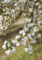 Obraz premium Spring flowers of apple.
