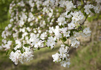 Spring flowers of apple.