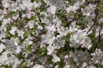 Spring flowers of apple.