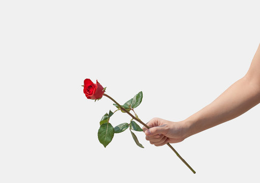 Female Hand Holding A Single Red Rose Isolated Over White Backgr