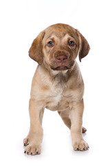 Puppy standing and looking at the camera (isolated on white)