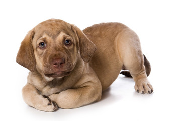 Retriever puppy lying and looking at the camera 