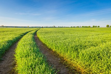 Morning over green field