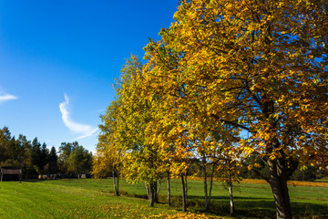 Herbstliche Bäume und blauer Himmel