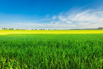 Morning over green field