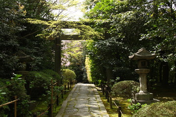 Torii gate in Kyoto