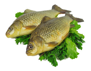 raw crucian