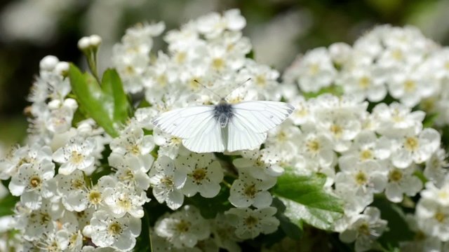 White Butterfly on White Blossom