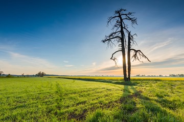 Fototapeta na wymiar Morning over green field with dead tree