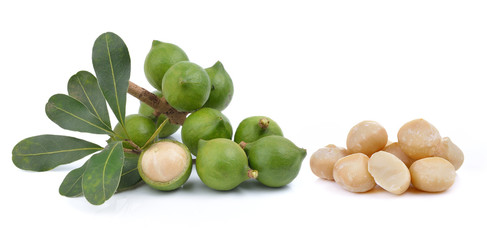 fresh macadamia nut on a white background