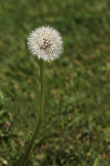 Dandelion in fluffy seed stage