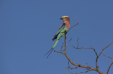 Lilac-breasted roller perched on branch