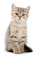 Britan kitten sitting and looking at the camera (isolated on whi