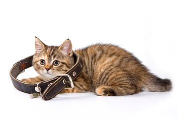 Striped kitten with large collar (isolated on white)