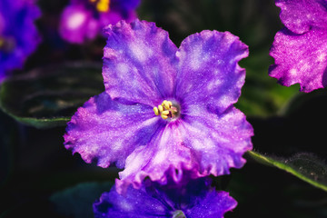 pot flowers