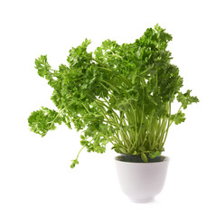 Petroselinum crispum parsley plant isolated