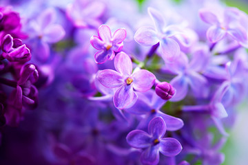 Beautiful violet lilac flower closeup - obrazy, fototapety, plakaty