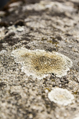 Lecanora muralis