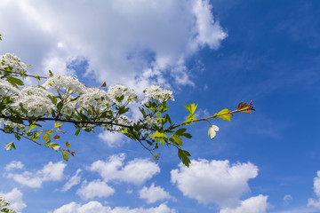 Twig of a blooming hawthorn against a cloudy sky