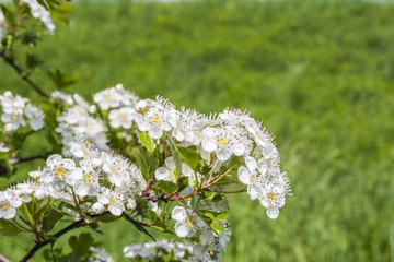 Hawthorn flowers