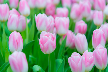 Fototapeta premium Beautiful colorful Tulip flower